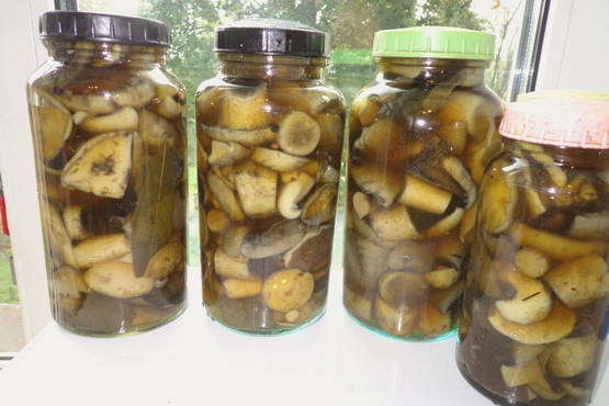 How to salt boletus boletus for the winter in a cold way