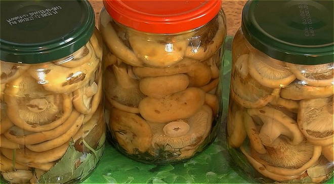 Salted milk mushrooms in jars for the winter