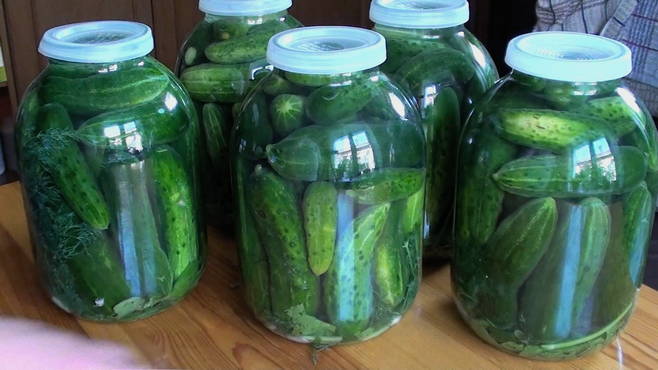 Cucumbers with aspirin under a nylon lid